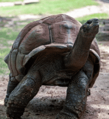 little rock zoo turtle