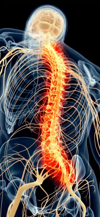 A diagram of a person's spinal cord